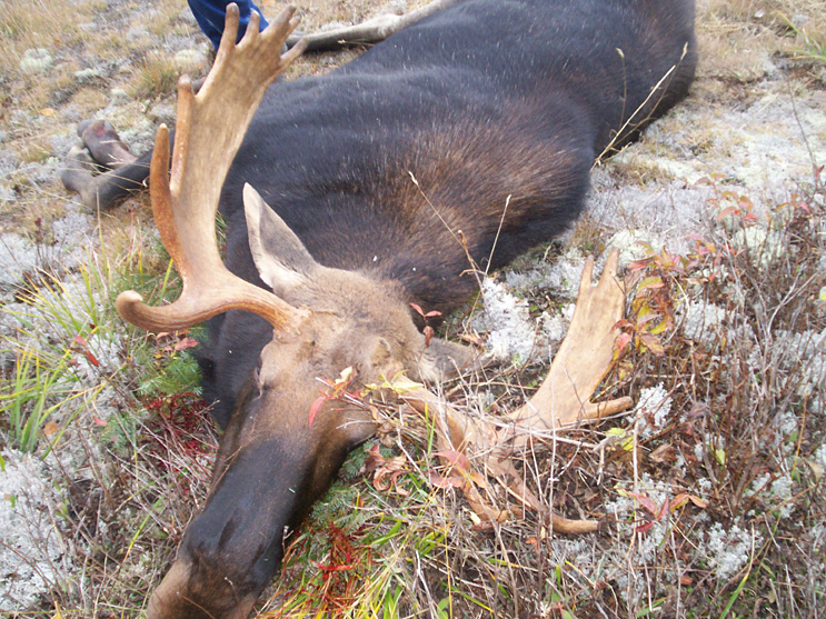 Ontario Moose Hunting